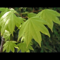 Acer palmatum cv Saoshika (fam Aceracees) (5)